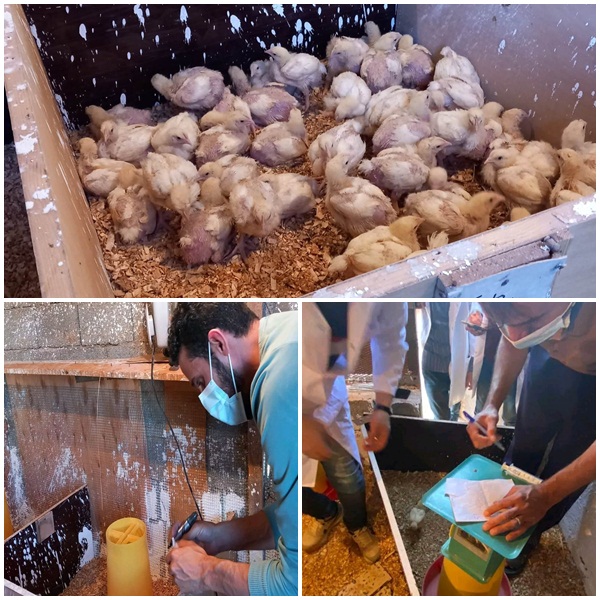 بداية الجزء العملي لمشروع تخرج طلبة قسم الانتاج الحيواني