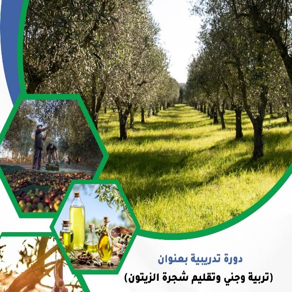 إعلان عن إقامة دورة تدريبية بعنوان (تربية وجني وتقليم شجرة الزيتون)